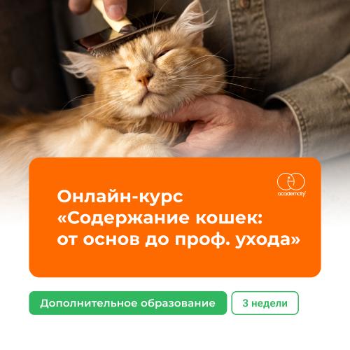 Онлайн-курс «Содержание кошек: от основ до проф. ухода»