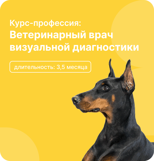 Профильный курс: Ветеринарный врач визуальной диагностики. Тариф PRO