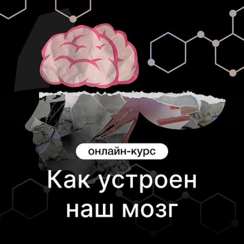 Как устроен наш мозг