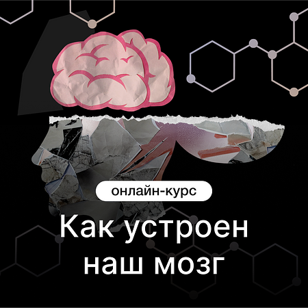 Как устроен наш мозг